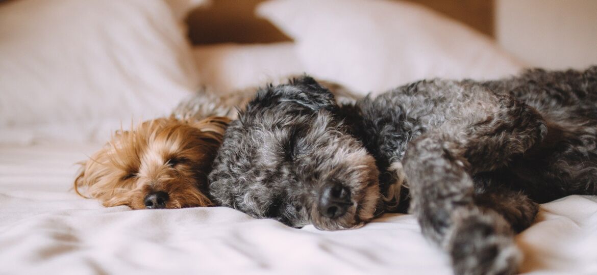 huisdieren op bed