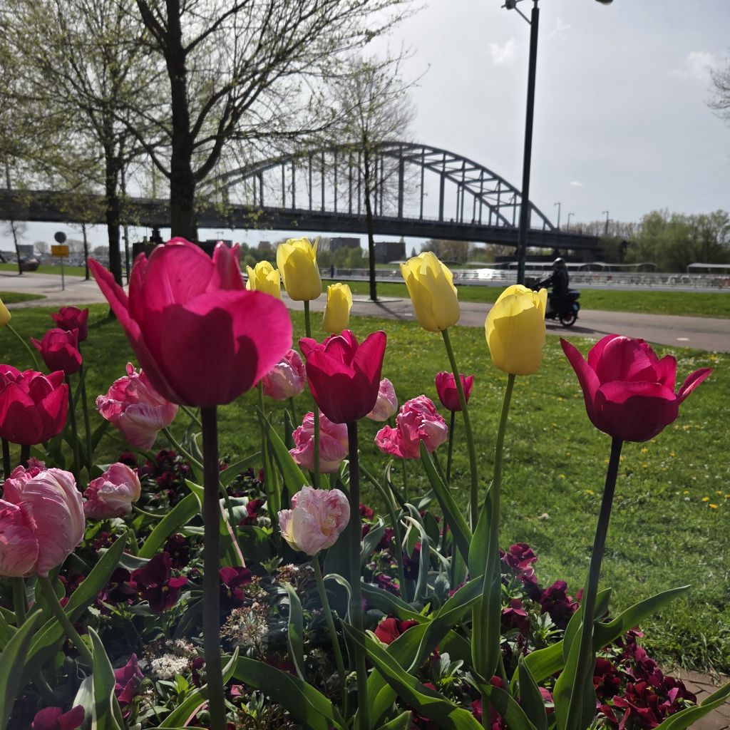 Slag om Arnhem fiets tour met gids 4 uur - van brug tot brug
