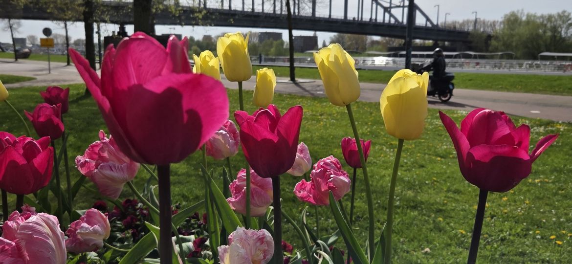 Slag om Arnhem fiets tour met gids 4 uur - van brug tot brug