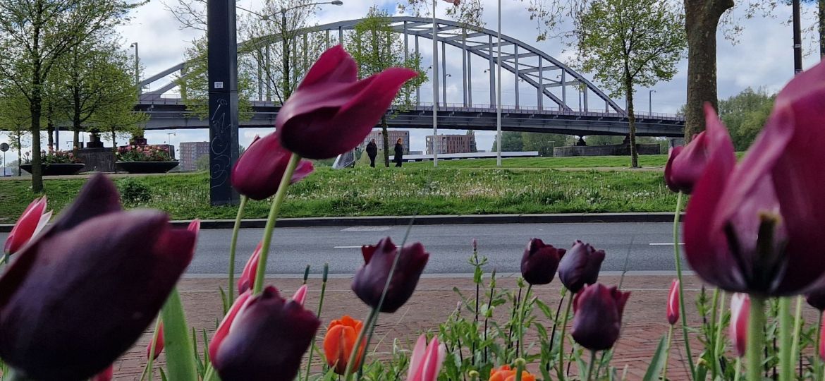 Airborne Tulip Memorials